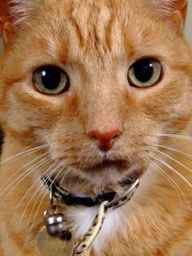 Cat close up Stock Photos