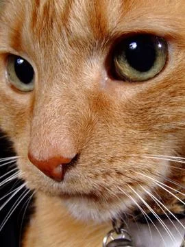 Cat close up Stock Photos