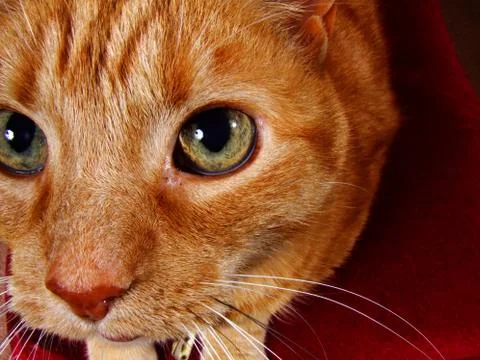 Cat close up Stock Photos