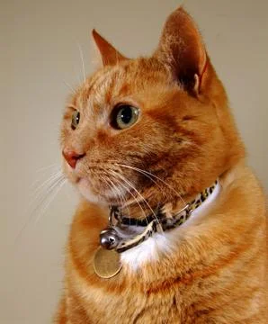 Cat close up Stock Photos