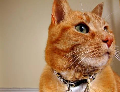 Cat close up Stock Photos