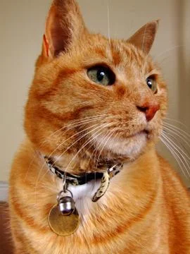 Cat close up Stock Photos