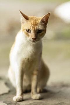 Cat close up Stock Photos