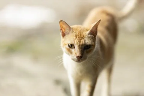 Cat close up Foto stock