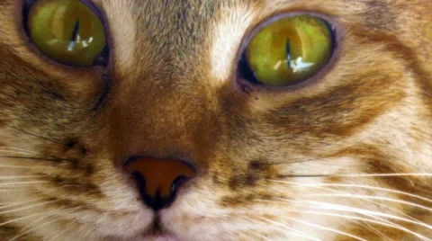 Cat close-up portrait Stock Footage 49210746