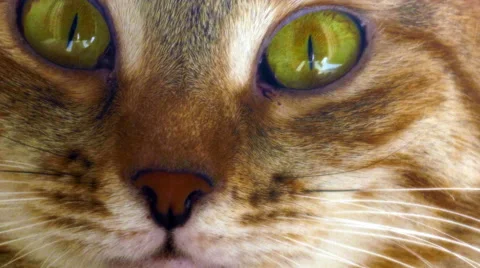 Cat close-up portrait Video stock 49211263
