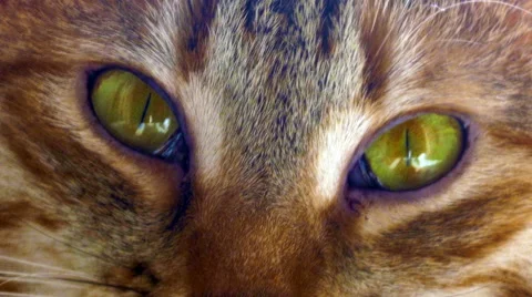 Cat close-up portrait 스톡 동영상 49212735