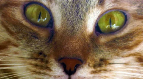 Cat close-up portrait Video stock 49213019