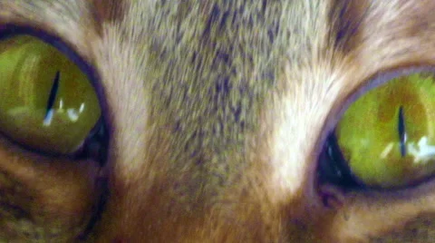 Cat close-up portrait Stock Footage 54643213