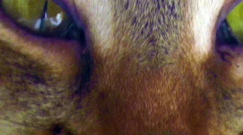 Cat close-up portrait Video stock 54643245