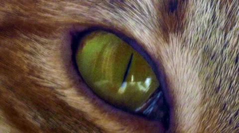 Cat close-up portrait Stockbeeldmateriaal 54643273