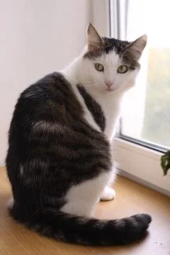 Cat close up portrait Stock Photos