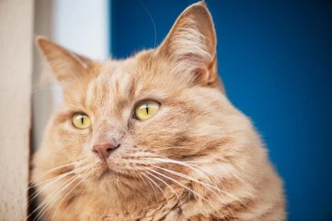 Cat close portrait Stock Photos