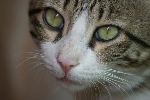 Cat close shoot with eyes Stock Photos
