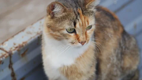 Cat close up shot in 4K slowmo Vidéo 172323681
