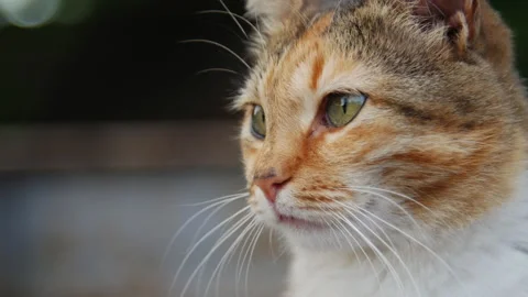 Cat close up shot in 4K slowmo Stock-Footage 172326538