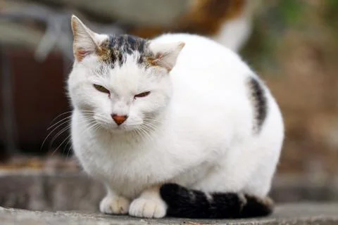 A cat in close-up shot Stock Photos