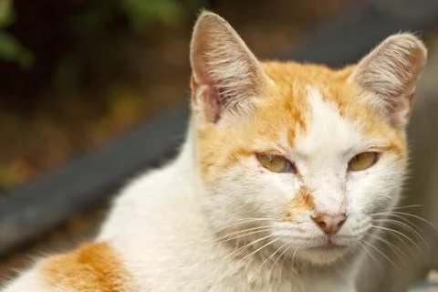 Cat, close-up shot. Stock Photos
