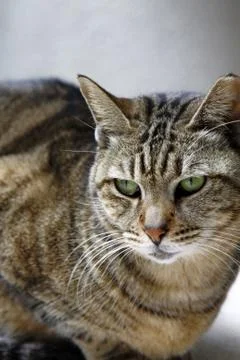 Cat, close-up shot. Stock Photos