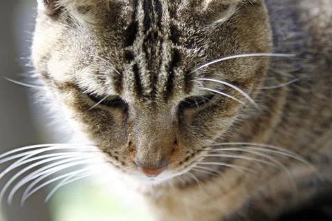 Cat, close-up shot. Foto stock