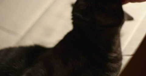 Cat close up slowmotion 4k Stockbeeldmateriaal 65884511