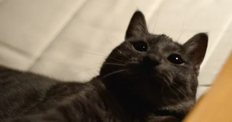 Cat close up slowmotion 4k Stock Footage 65885774