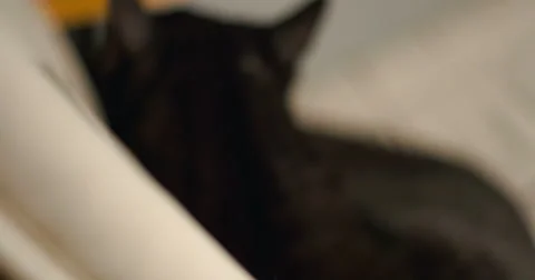 Cat close up slowmotion 4k Видео 65886099