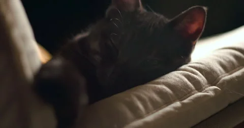 Cat close up slowmotion 4k Stock Footage 65886986
