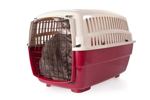 Cat closed inside pet carrier isolated on white background. Stock Photos