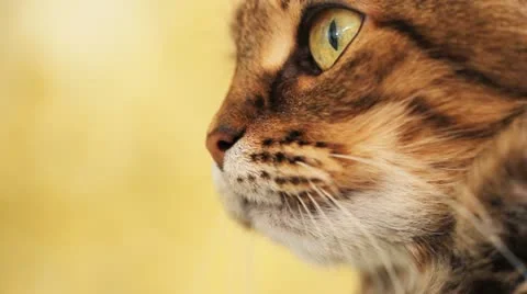 Cat closeup Stock Footage 11131882