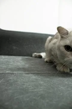 Cat Closeup with Fur on Sofa Surface Stock Photos