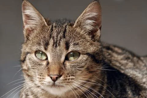 Cat closeup Stock Photos