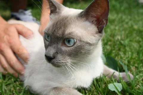 Cat closeup Stock Photos