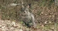 Cat closeup in wild HD HD Footage