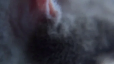 Cat Closeups Stock Footage 74072438