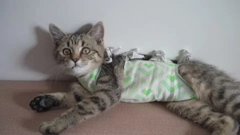 Cat clothes after surgery Stock Footage 186622118