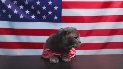 Cat in clothes on the background of the American flag. Stock Footage 226149816