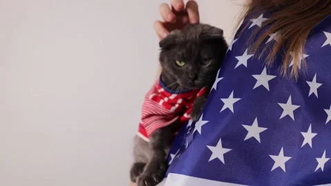 A cat in clothes on the background of the American flag sits Video stock 226167549