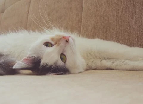 Cat on the Coach Stock Photos