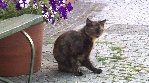 Cat on cobbled street Stock Footage 78089606