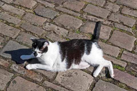 Cat on Cobblestones Stock Photos