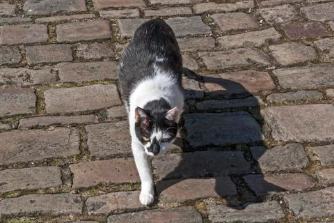 Cat on Cobblestones Stock Photos