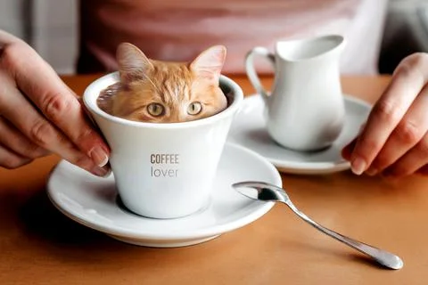 The cat in the coffee cup creative concept. A lover of morning coffee, drawin Stock Photos
