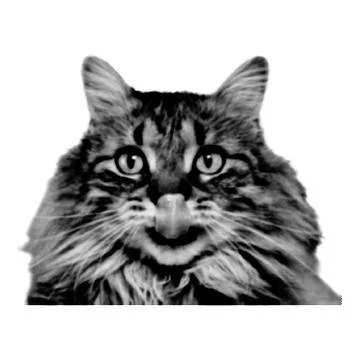 Cat collage. Design element in trendy dotted pop art style. Retro halftone ef 스톡 일러스트