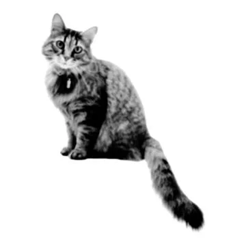 Cat collage. Design element in trendy dotted pop art style. Retro halftone ef Stock Illustration