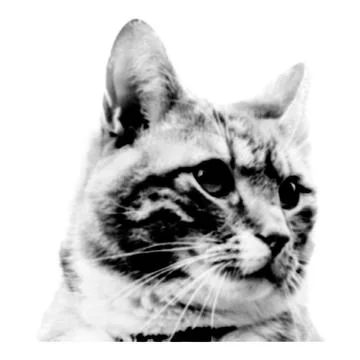 Cat collage. Design element in trendy dotted pop art style. Retro halftone ef 스톡 일러스트