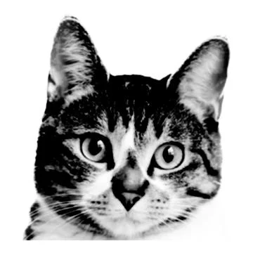 Cat collage. Design element in trendy dotted pop art style. Retro halftone ef 스톡 일러스트