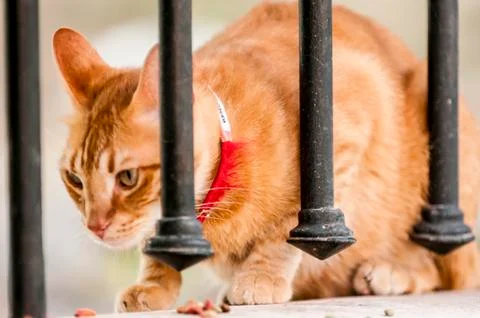 A cat with collar is eating Stock Photos