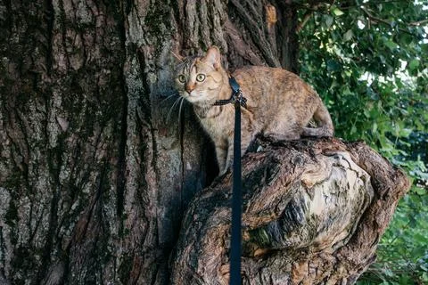 Cat in a collar on a leash climbs a tree. Stock Photos