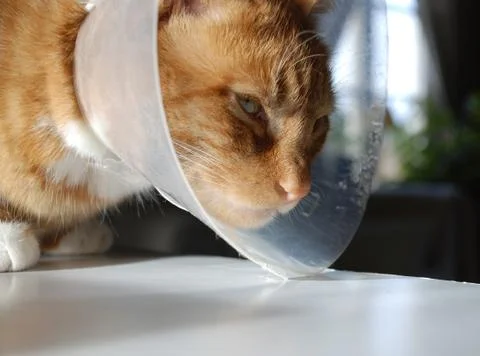 Cat collar Stock Photos